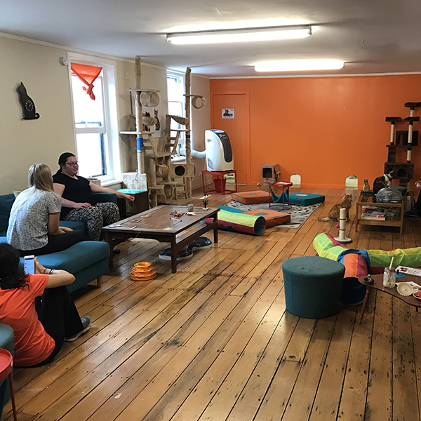 Hidden Gem Barista Cats Café Heart of the City