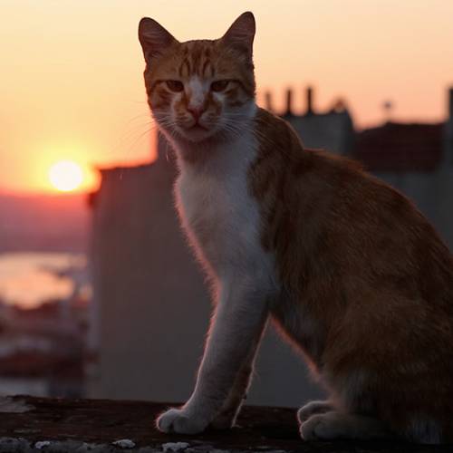 Kedi - New Zealand International Film Festival 2017