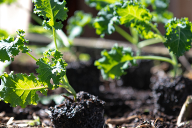 Daldy Street Community Garden
