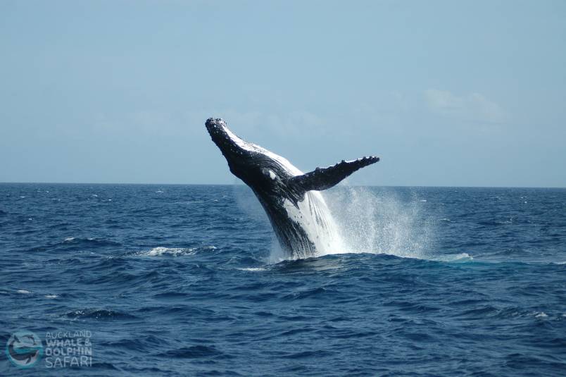 Auckland-Whale-&-Dolphin-Safari-2.jpg 